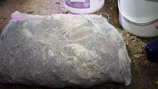 시간당 백마리잡을려면 집게들시간도 없어요~ 참게 손으로잡는법 !!