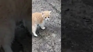 пополнение в хозяйстве/питомцы/Петриківське сало