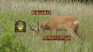 Охота. Охота на косулю. Гон приближается.
