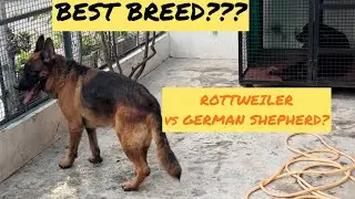 German Shepherd or Rottweiler?Kaunsi hai best breed? कौनसी है सबसे अच्छी Breed??