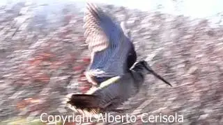 La migliore beccaccia del web ! The best woodcock .Bruce & Ular : Un volo da brivido !