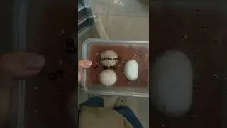 ГИГАНТСКИЕ ЯЙЦА!😳😳😳