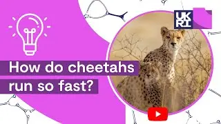 How do #cheetahs run so fast? | Movements of the fastest creature on earth