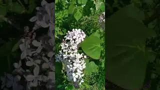 Сирень от всех болезней! Лечит даже эпилепсию.