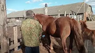 Ириска гуляет , привели к жеребцу