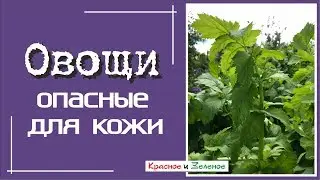 Овощи с ОПАСНЫМИ для кожи листьями. Защитим руки!