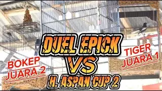 DUEL EPICK JUARA 1 (TIGER) VS JUARA 2 (BOKEP) DI H. ASPAN CUP 2