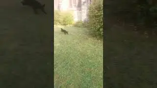 Black Cat