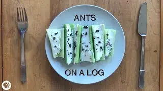 The Case For Eating Bugs