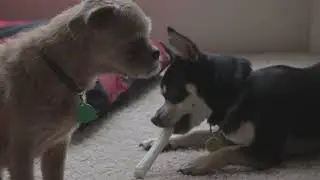 Officers | The Woofer Chronicles Ep. 1