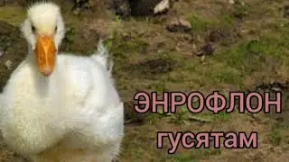 ЭНРОФЛОН 10℅ Гусятам #гусь #гусята