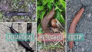 All about Spanish slugs based on my 3 years of experience: a long discussion about effective cont...