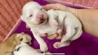 Новорожденный щенок остался без мамы