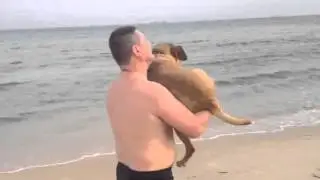 Dog Муму כלב ים