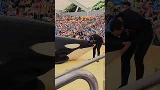 Orca Fish Is So Friendly 🥰Cutest Whale 😳#shorts