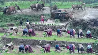 Most Relaxing Nepal Mountain Village || Video Compilation of Paddy Farming || Living with Nature
