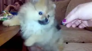 Няша кушает виноград:))) Смешное видео, видео прикол:)