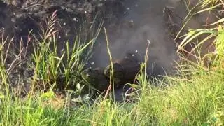 Friendly frogs at Thousand Trails Indian Lakes