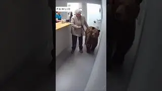 Grandma bear in a dental clinic #bodycam #dashcam #funny #ai #cop #sora2 #grandma #bear #memes