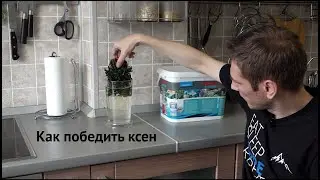 Как избавиться от ксенококуса. Лимонная кислота