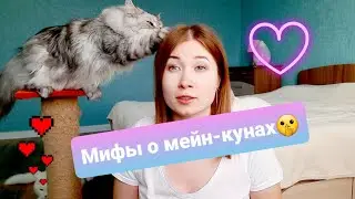 ЖИЗНЬ С МЕЙН-КУНАМИ / МИФЫ О ПОРОДЕ МЕЙН-КУН