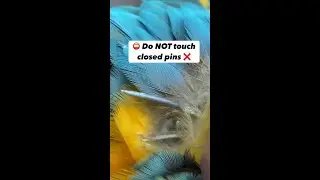🛑 Do Not Touch These Pin Feathers ⛔️