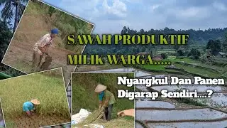 SAWAH WARGA || Nyangkul Sampe Panen Masih Digarap Manual.