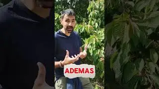 Propiedades de las cerezas y reconocimiento de un cerezo