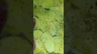 картофельная запеканка по-французки