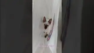Не хочу в ПВЗ :3 / Котёнок ориентал