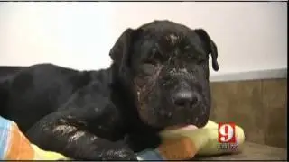 Dog found dumped used as bait dog for dog fighting