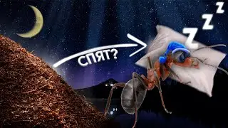 СПЯТ ЛИ МУРАВЬИ? — Как и сколько спят муравьи?