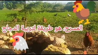 المرعى الحر أو المسرح، هو طريقة لتربية الدجاج البلدي