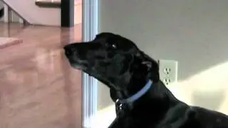 Greyhound Rooing (singing)