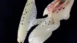 Stanhopea gibbosa - без слов 🥰