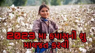 2023 મા કપાસની શુ માવજત કરવી(ખાતર અને જીવાત નિયંત્રણની પુરી મહિતી)