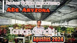 Review Harga Aglaonema Wonogiri