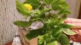 Распаковка посылки с цветами