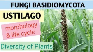 Ustilago (smut) Urdu Lecture for B.S (Botany, Zoology, Chemistry)
