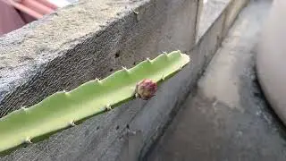 esuk-esuk wis tilik tanaman buah naga muncul bunga bakal buah naga nya | dragon fruit
