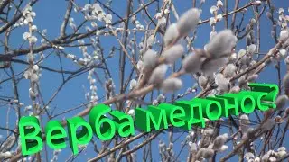 Профессор Кашковский: Верба - пыльценос или нектар тоже выделяет?