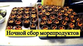 Ночной сбор морепродуктов