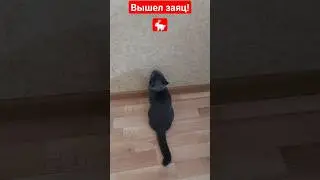 вышел заяц!