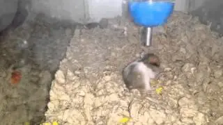Baby hams day 19: drinking water!
