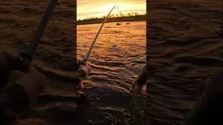 🌟ХОРОША! ОТЛИЧНЫЙ УЛОВ НА СПИННИНГ 🎣 