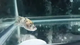 Surprise