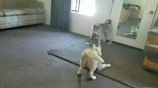 Dog conflict, dog fight over toy.