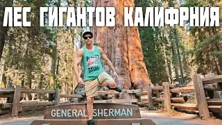 ГИГАНТСКИЙ ЛЕС СЕКВОЙЯ ВО ВРЕМЯ ПОЖАРОВ