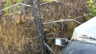 МедведЬ