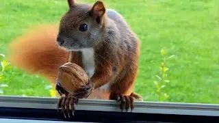 Tommy And His Squirrel Friends Have A  Big Appetite